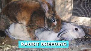 Before beginning the breeding process, check the bottom of the cages for diarrhea or loose stool. Rabbit Breeding Youtube