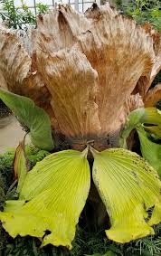 Image result for Platycerium elephantotis