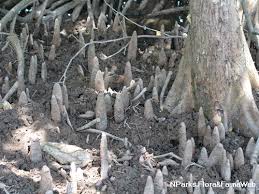 Image result for Xylocarpus