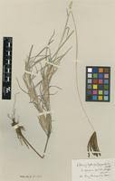 Image result for Eustachys paspaloides