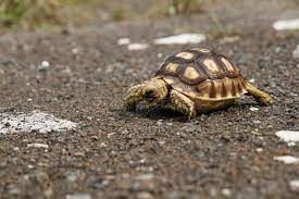 Download free books in pdf format. Baby Sulcata Tortoise Or African Spurred Tortoise Stock Image Image Of Spurred African 148942931