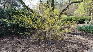 Image result for Buchnera libenii