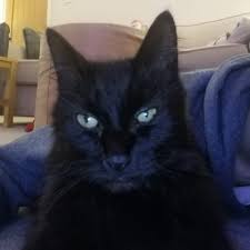 Tnecniv luchs music is a member of vimeo, the home for high quality videos and the people who love them. Tnecniv Yelwap Pawleyv Twitter