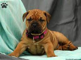 The search tool above returns a list of breeders located nearest to the zip or postal code you enter. Bullmastiff Puppies For Sale Greenfield Puppies