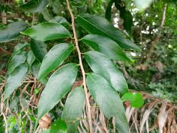 Image result for Cleistanthus