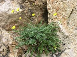 Image result for Polysphaeria harrisii