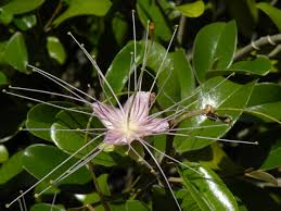 Image result for Capparis citrifolia
