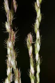 Image result for Digitaria gymnostachys