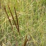 Image result for Andropogon chinensis