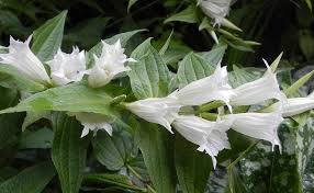 Image result for Gentiana asclepiadea alba