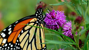 Image result for Vernonia jelfiae