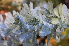 Image result for Acacia montigena
