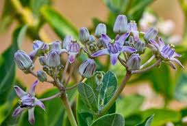 Seeds Calotropis Gigantea Giant Milkweed Or Crown Flower 2 4 3m Zone 10 11 Gardens North Canada Herbal Leaves Medicinal Plants Herbalism