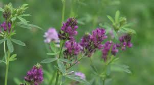 Image result for Medicago laciniata
