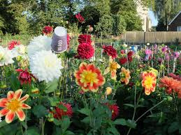 Dahlias At Doddington Place Gardens Faversham Sittingbourne Kent Summer Plants Dahlia