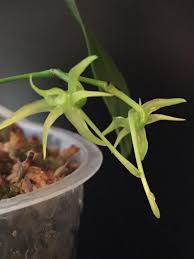 Image result for Angraecum calceolus