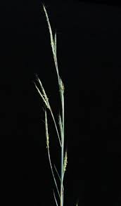 Image result for Andropogon gayanus