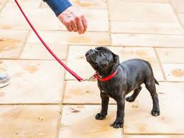 Whether you're an experienced dog owner looking to teach your dog new tricks, or address dog. Dog Training Nottingham Puppy Training Classes Apt School For Dogs