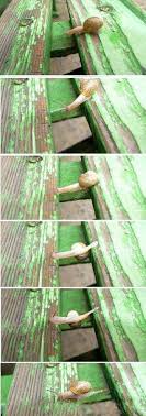 Believe In Yourself Wildlife Nature Beautiful Creatures Snail
