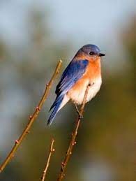 Taken by will cook (except for the miscellaneous section). 11 North Carolina Backyard Birds Ideas Backyard Birds Birds Backyard