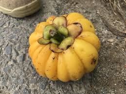 Kutip buah asam gelugur untuk dijadikan asam keping. Asam Gelugur Steemit