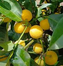 Image result for Garcinia acutifolia