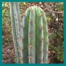 Get the mexican peruvian torch for optimal spiritual enlightenment. 10 Peruvian Torch Cactus Trichocereus Peruvianus Seeds Ethnobotanical Cacti Succulent Prices Shop Deals Online Pricecheck