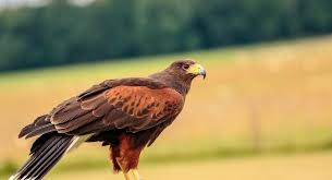 Celtic Zodiac Sign Hawk Meaning And Astrology On Whats Your Sign Celtic Zodiac Signs Celtic Zodiac Hawk Meaning