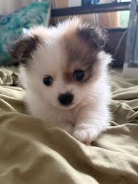 Puppies and Dogs for Rehoming California