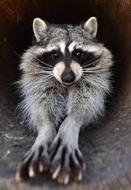 Animal Stars Of The Week Animal Animalsplanetcartoon Stars Week Cute Raccoon Raccoon Funny Animals Beautiful