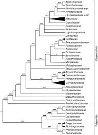 Image result for Plinthus cryptocarpus