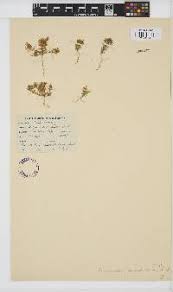 Image result for Prismatocarpus cordifolius