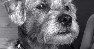 Check out the incredible ingredients in this food! Gimli The Border Terrier Black And White Border Terrier Terrier Best Dog Breeds