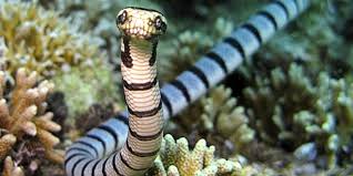 Most Venomous Snakes In The World 11 Deadliest Snakes