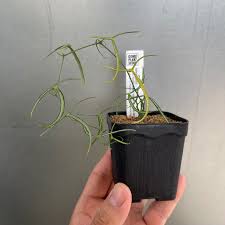 Image result for Adenia kirkii