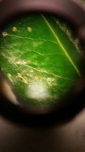 Image result for Coleus lasianthus