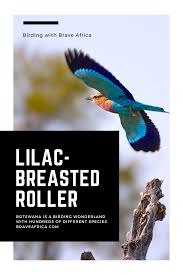 Go On A Birding Safari Africa Safari Safari Botswana