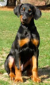 Black And Tan Doberman Puppies Puppy Breed Doberman Pinscher Hi I M Dax The Doberman The First Thing People Say To Me Is How Big My Paws Are Doberman Pinscher Doberman Puppy Puppy Breeds