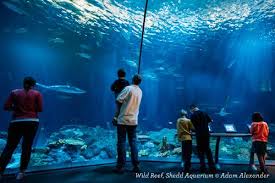 Shedd Aquarium Will Call Bob Evans Military Discount