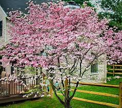 Pink dogwood trees (cornus florida var. Stellar Pink Dogwood Trees For Sale Online The Tree Center
