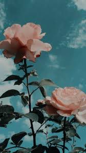 New Photography Tumblr Flowers Roses Ideas Aesthetic Iphone Wallpaper Sunflower Wallpaper Iphone Background Wallpaper