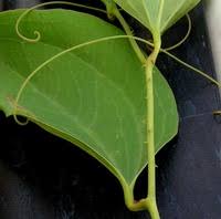 Image result for Smilax anceps