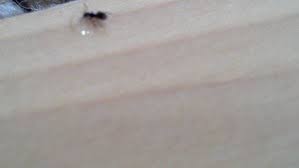 I am using borax, peppermint essential oil and witch. How To Get Rid Of Sugar Ants In Your House Or Commercial Business Building Exterminators House Ants Control Removal
