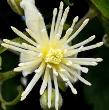 Image result for Clematis uhehensis