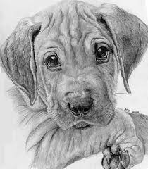 Pin By Sugeil Sanchez On Kartiny Realistic Animal Drawings Animal Drawings Dog Drawing