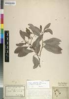 Image result for Cordia sinensis