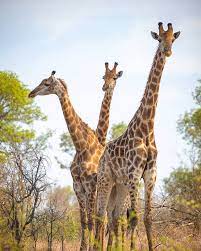 Caption Us Southafrica Giraffes Wildlife Nature Wildlife Photography Nature Photography