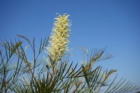 Image result for Grevillea