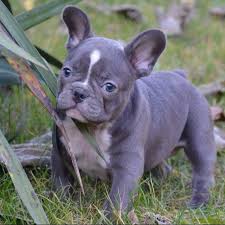 French bulldog puppies and dogs. Pin By Jodi Cunningham On Frenchies Frenchie Bulldog Blue Frenchie Puppy Love