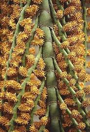 Image result for Chironia flexuosa